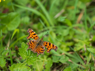 A Comma Butterfly Resting in a Meadow