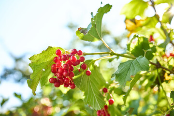 Bright red berries cluster on green leaves, basking in sunlight. This garden scene showcases nature's beauty during a sunny day, evoking a sense of tranquility and abundance.