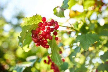 Bright red berries cluster on green leaves, basking in sunlight. This garden scene showcases nature's beauty during a sunny day, evoking a sense of tranquility and abundance.