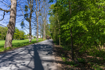 Sunny park road lined with tall trees and lush spring greenery, with a horse-drawn carriage in the distance. Historic wooded alley, rural scenery