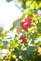 Bright red berries cluster on green leaves, basking in sunlight. This garden scene showcases nature's beauty during a sunny day, evoking a sense of tranquility and abundance.