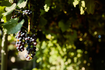 Vines are heavy with clusters of ripe grapes, glistening in the sunlight. The vineyard is full of green leaves, creating a vibrant atmosphere in the fresh air.
