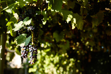 Vines are heavy with clusters of ripe grapes, glistening in the sunlight. The vineyard is full of green leaves, creating a vibrant atmosphere in the fresh air.