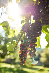 Vines are heavy with clusters of ripe grapes, glistening in the sunlight. The vineyard is full of green leaves, creating a vibrant atmosphere in the fresh air.