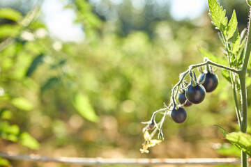 Black tomatoes hang from a green vine in a vibrant garden filled with greenery. The sunlight enhances their dark color, showcasing healthy growth in the afternoon.
