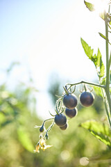 Black tomatoes hang from a green vine in a vibrant garden filled with greenery. The sunlight enhances their dark color, showcasing healthy growth in the afternoon.