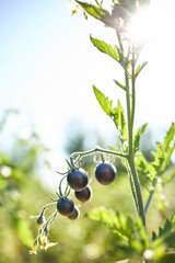 Black tomatoes hang from a green vine in a vibrant garden filled with greenery. The sunlight enhances their dark color, showcasing healthy growth in the afternoon.