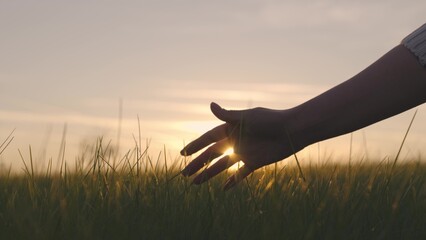 farmer holds hand over wheat at sunset, farming, green wheat field, growing crops on plantation, food production business, growing wheat on fertilized soil, rural working man farm, agricultural rural © TO LOVE