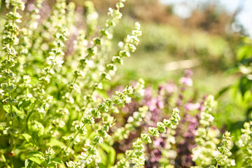 A close view of blooming basil plants in a garden filled with greenery and colorful flowers. Bright sunlight illuminates the fresh leaves and delicate white blossoms in a peaceful setting.