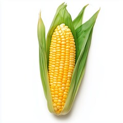 Fresh Sweet Corn on White Background with Green Leaves Surrounding