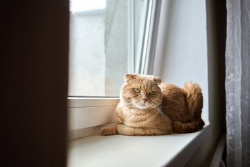 A calm cat with orange fur lies on a windowsill, gazing out at the scenery in a bright room filled with natural light. The scene captures a moment of peace and curiosity.