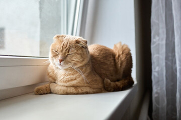 A calm cat with orange fur lies on a windowsill, gazing out at the scenery in a bright room filled with natural light. The scene captures a moment of peace and curiosity.