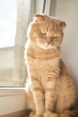 A light-colored cat is sitting by a window, gazing outside. Sunlight casts a warm glow on its fur, highlighting its calm demeanor and curiosity about the world beyond.