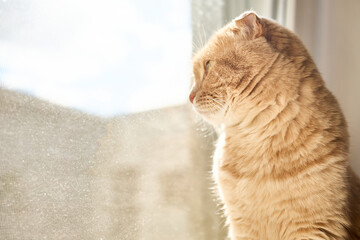 A light-colored cat is sitting by a window, gazing outside. Sunlight casts a warm glow on its fur, highlighting its calm demeanor and curiosity about the world beyond.