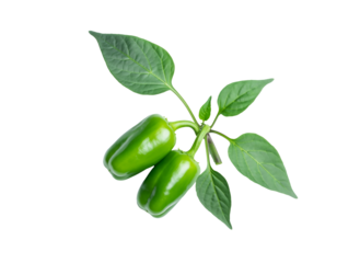 Green bell peppers growing on a plant with fresh leaves, showing organic harvest and healthy eating concept, transparent background