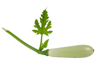 Zucchini vegetable with stem and leaf on transparent background, fresh pale green squash for healthy cooking and diet