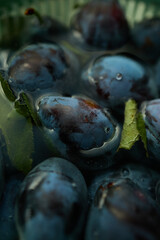 Plums are gathered from the orchard, showing ripe fruits with rich colors and green leaves. The scene captures the essence of late summer harvest time.