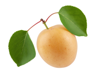 Apricot fruit with green leaves growing on branch, fresh ripe organic produce, healthy summer snack