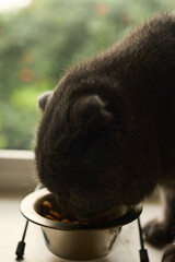 A cat is eating from a silver bowl placed on the floor near a window. Sunlight shines in, creating a warm atmosphere in the cozy room. A view of greenery can be seen outside.
