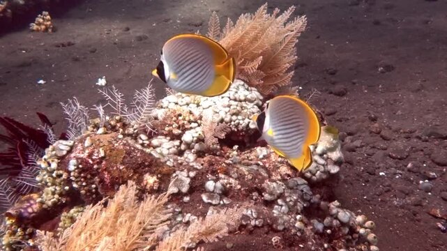Threadfin butterflyfish