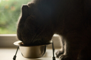 A cat is eating from a silver bowl placed on the floor near a window. Sunlight shines in, creating a warm atmosphere in the cozy room. A view of greenery can be seen outside.