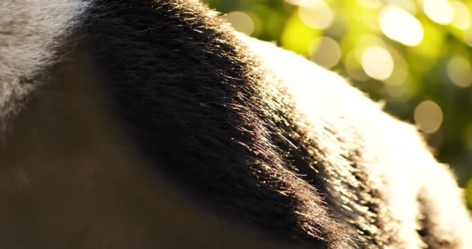 Sunlight dances on the back of a horse in a vibrant, natural setting, creating a peaceful and serene scene perfect for equestrian and nature themes