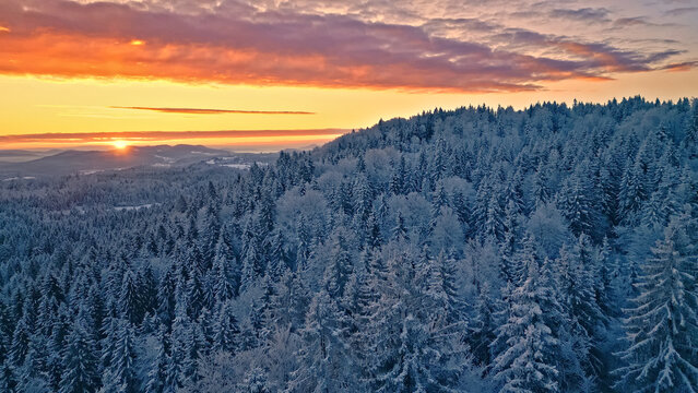 Besneeuwd dennenbos bij vuurroze zonsondergang