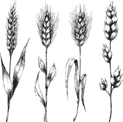 Fototapeta premium Wheat ears sketch hand drawn botanical set with leaves and stems. Vector illustration