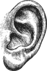 Ear sketch hand drawn detailed human anatomy with textured shading. Vector illustration