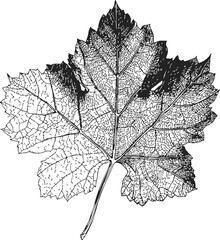 Naklejka premium Grape leaf sketch, hand drawn botanical illustration with detailed veins and serrated edges. Vector illustration