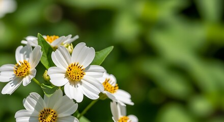 Fototapeta premium Close-up of delicate white flowers with yellow centers blooming in a vibrant green garden, bathed in natural sunlight.