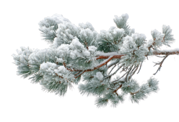 PNG Snow-covered pine branch tranquility.