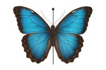 Blue morpho butterfly specimen, a delicate insect for entomology research and educational collections, featuring iridescent wings