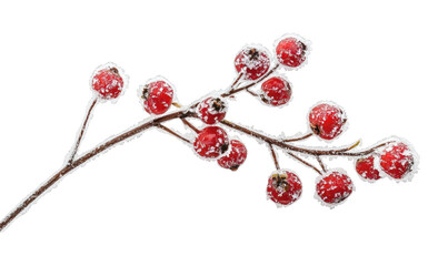 PNG Frosted red berries on branch.