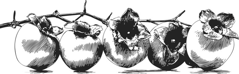 Persimmon branch sketch hand drawn with ripe fruit and leaves. Vector illustration