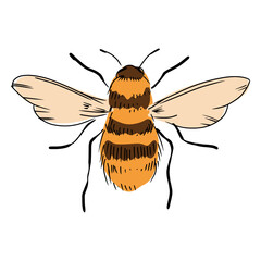 Bee illustration