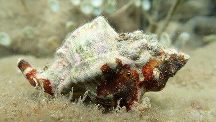 Sea snail trunculus murex or banded murex, trunk murex, banded dye-murex (Hexaplex trunculus) close-up undersea, Ligurian Sea, Italy, Imperia  © Alexey