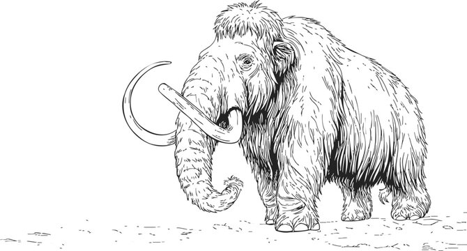 Woolly mammoth sketch, hand drawn prehistoric animal with long curved tusks. Vector illustration