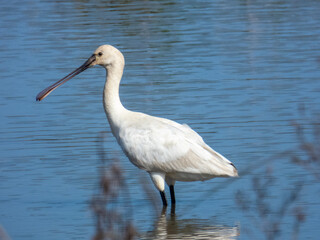 great white heron