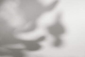 nature eucalyptus plant shadow background for summer product marketing copyspace color of 2026 year cloud white