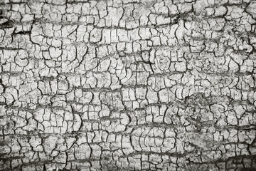Natural Cracked Bark Wood Texture Timber Background color of 2026 year cloud white