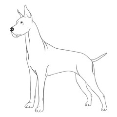 Great dane dog side stroke