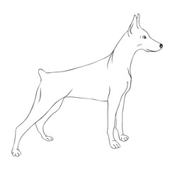 Side doberman dog stroke