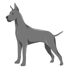 Side great dane dog illustration