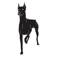 Standing doberman dog black