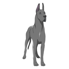 Standing great dane dog illustration