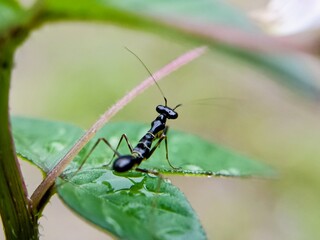 Macro tiny juvenile black ant grasshopper (Odontomantis planiceps) on a leaf, mimicry, black ant-like nymph