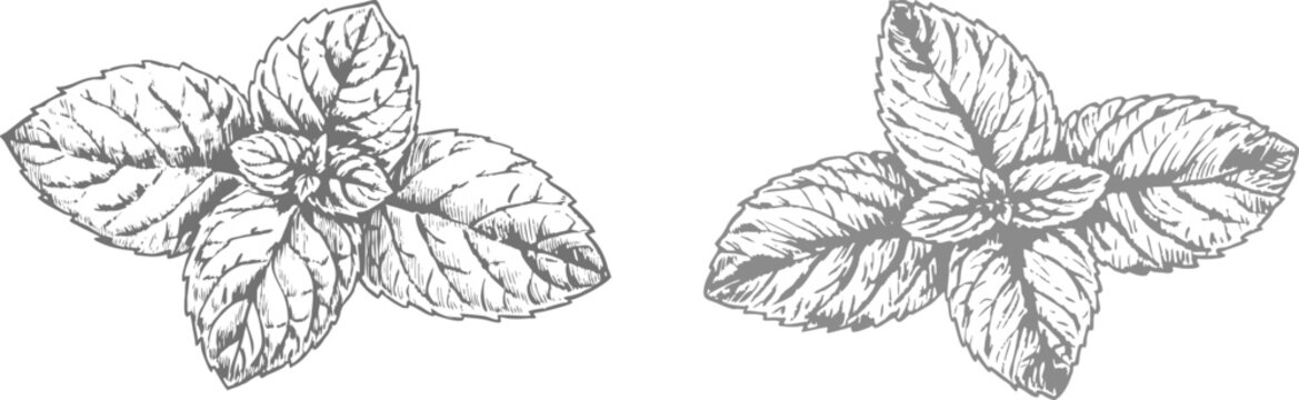 Hand-drawn mint leaf illustration highlighting intricate veins and natural form. Ideal for botanical artwork, culinary designs, herbal products, and organic or nature-inspired visuals.