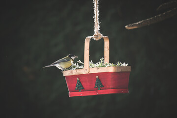 a great tit, parus major, perched on a decorative bird feeder and eating seeds