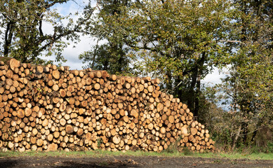 A pile of firewood in the forest